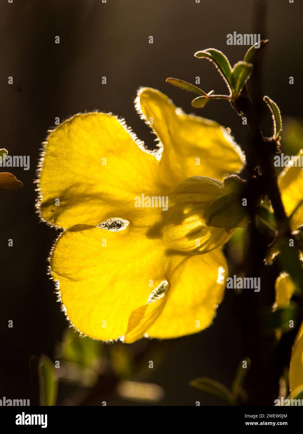 Die Rückseite einer einzigen gelben Blüte eines Karoo-Goldes, Rhigozum obovatum, übersetzt in der späten Nachmittagssonne, mit dem Schatten der Stigmatisierung und des Stamms Stockfoto