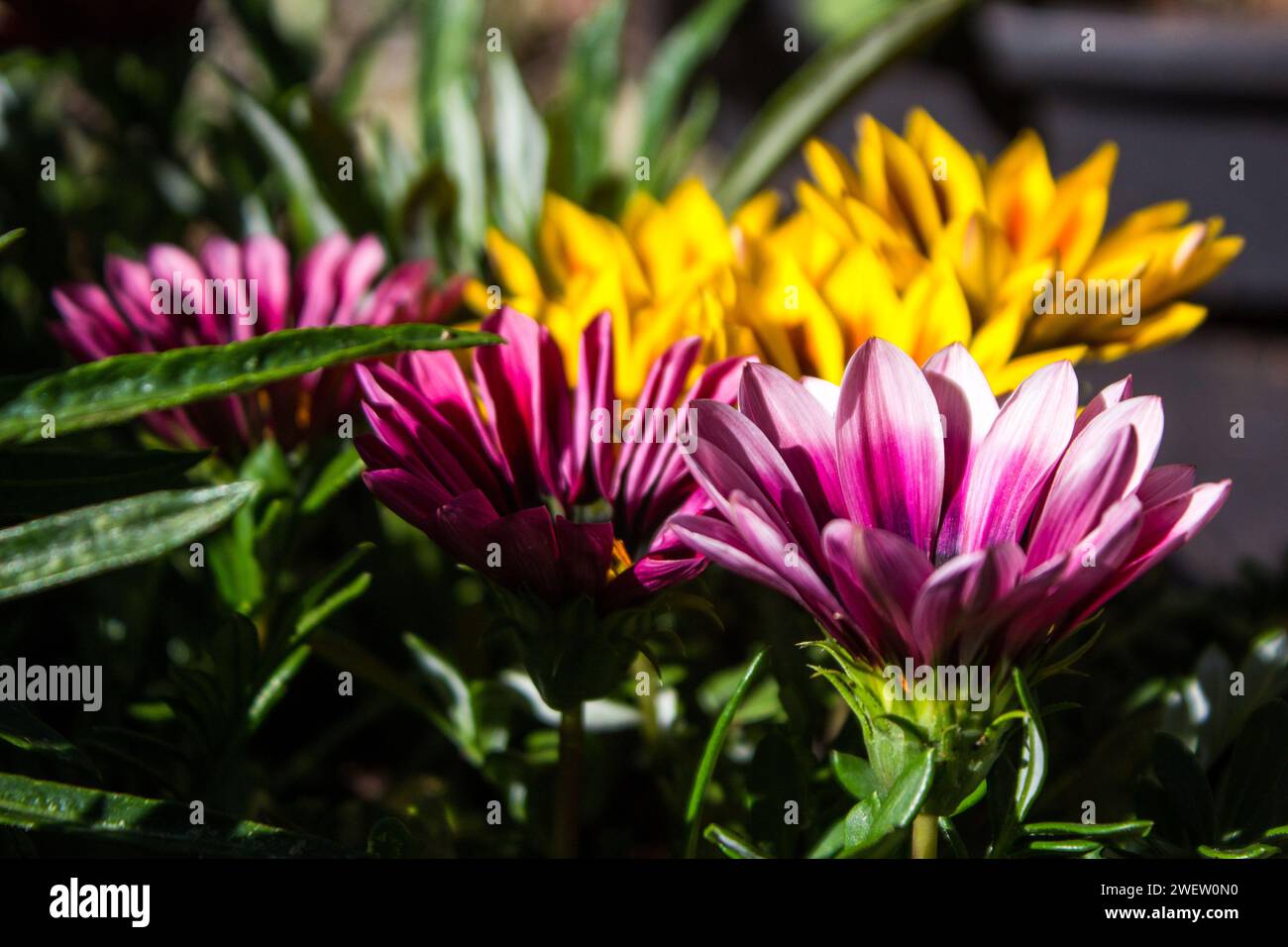 Seitenansicht einer rosafarbenen und weißen Chrysanthum-Blüten, mit weiteren Blüten in Gelb und Orange im Hintergrund Stockfoto Seitenansicht einer rosafarbenen und weißen Chrysanthum-Blüten, mit weiteren Blüten in Gelb und Orange im Hintergrund Stockfoto