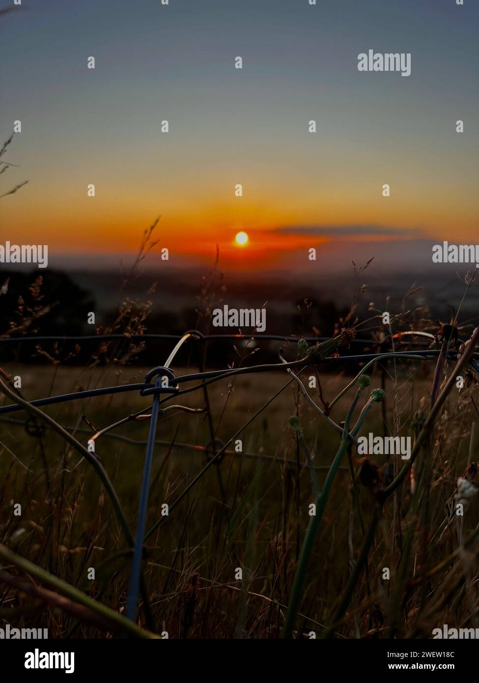 Ein Blick bei Sonnenuntergang auf ein Feld mit einem Zaun und wildem Unkraut, das das Thema des Naturschutzes veranschaulicht Stockfoto
