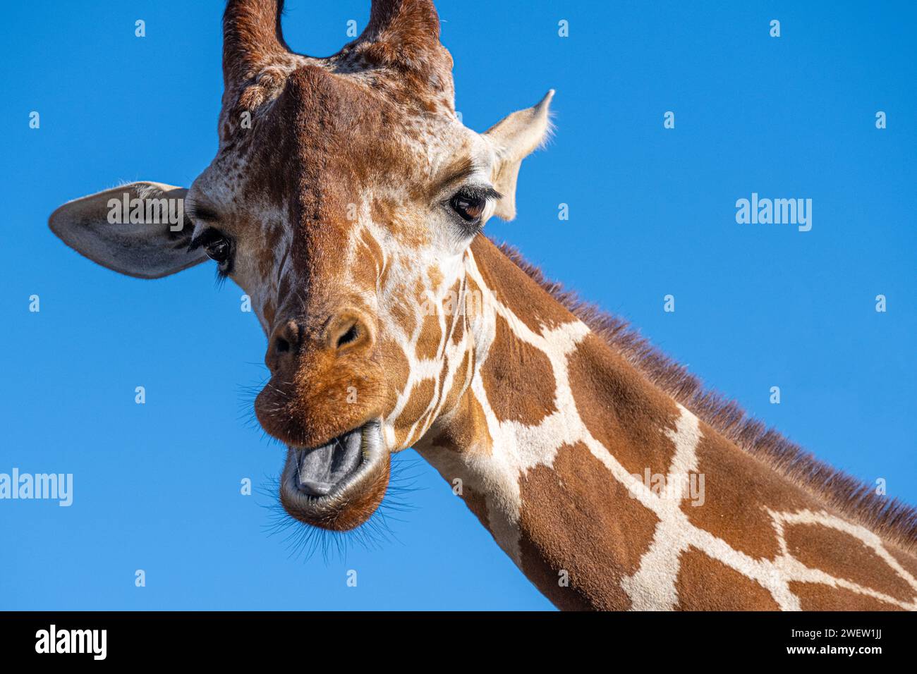 Giraffe (Giraffa camelopardalis) Nahaufnahme im Zoo Atlanta African Savanna Habitat in Atlanta, Georgia. (USA) Stockfoto