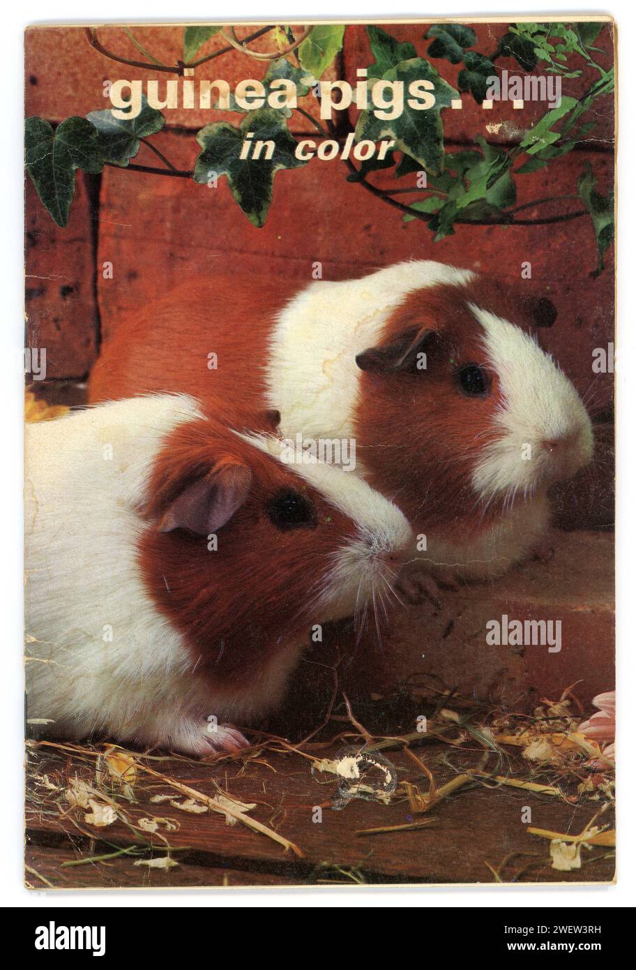 Meerschweinchen in Farbe, Taschenbuch, von Edwin E Rosenblum, 1969 Stockfoto