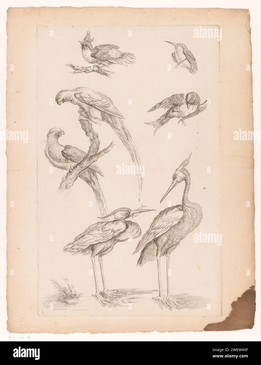 Sieben chinesische Vögel, darunter Reiher und Papageienähnliche, 1742–1750 Druckpapier, die Vögel ätzten. Ufervögel und Watvögel: reiher. Ziervögel: Papagei Stockfoto