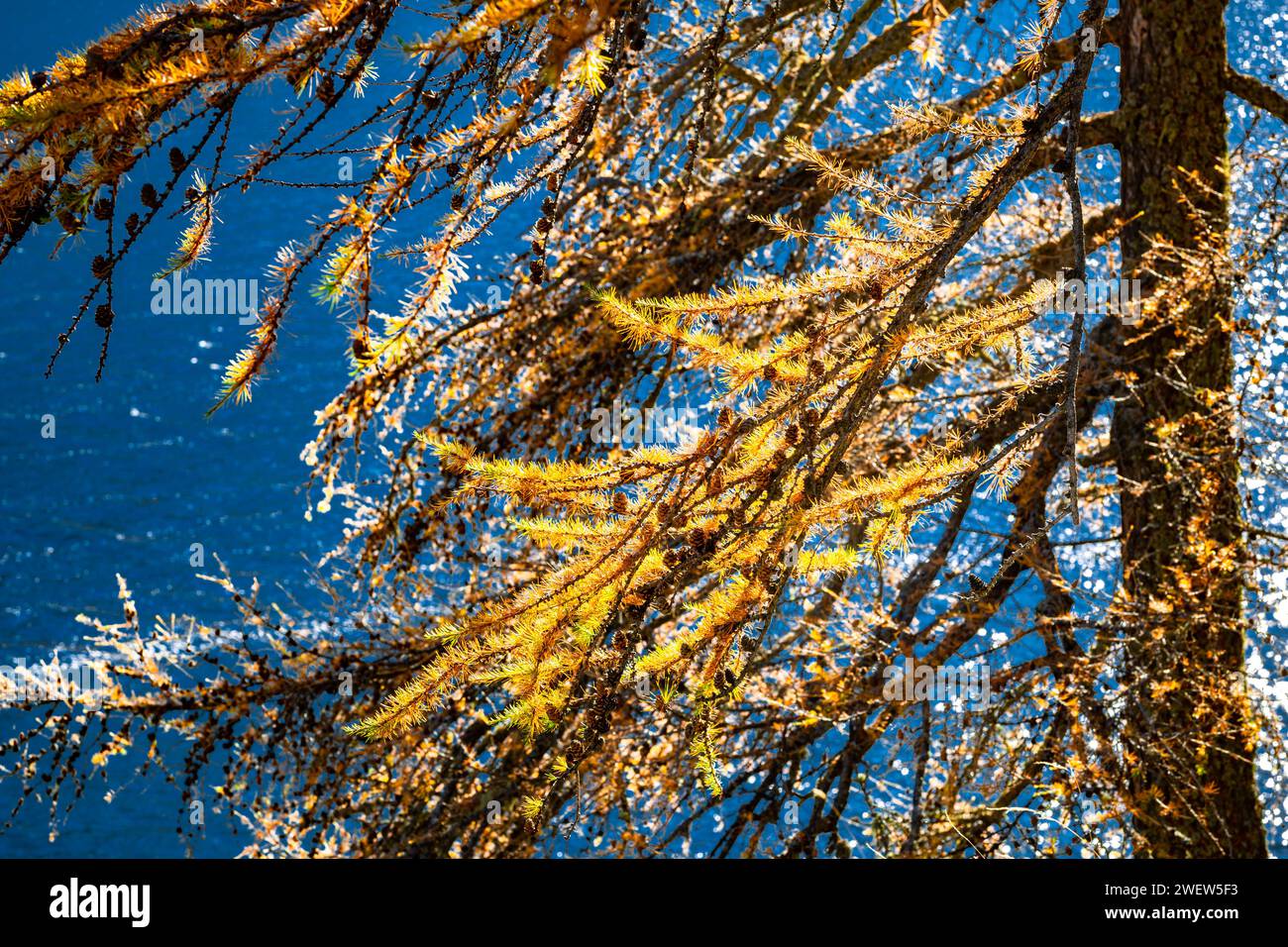 Kegel und Äste mit goldenem Laub der Europäischen Lärche (Larix decidua) entlang des Ufers an einem sonnigen Herbsttag Stockfoto