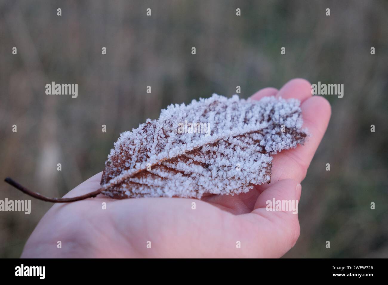 Nahaufnahme eines Frosted Leaf, das an einem kühlen Morgen sanft in der Hand gehalten wird Stockfoto