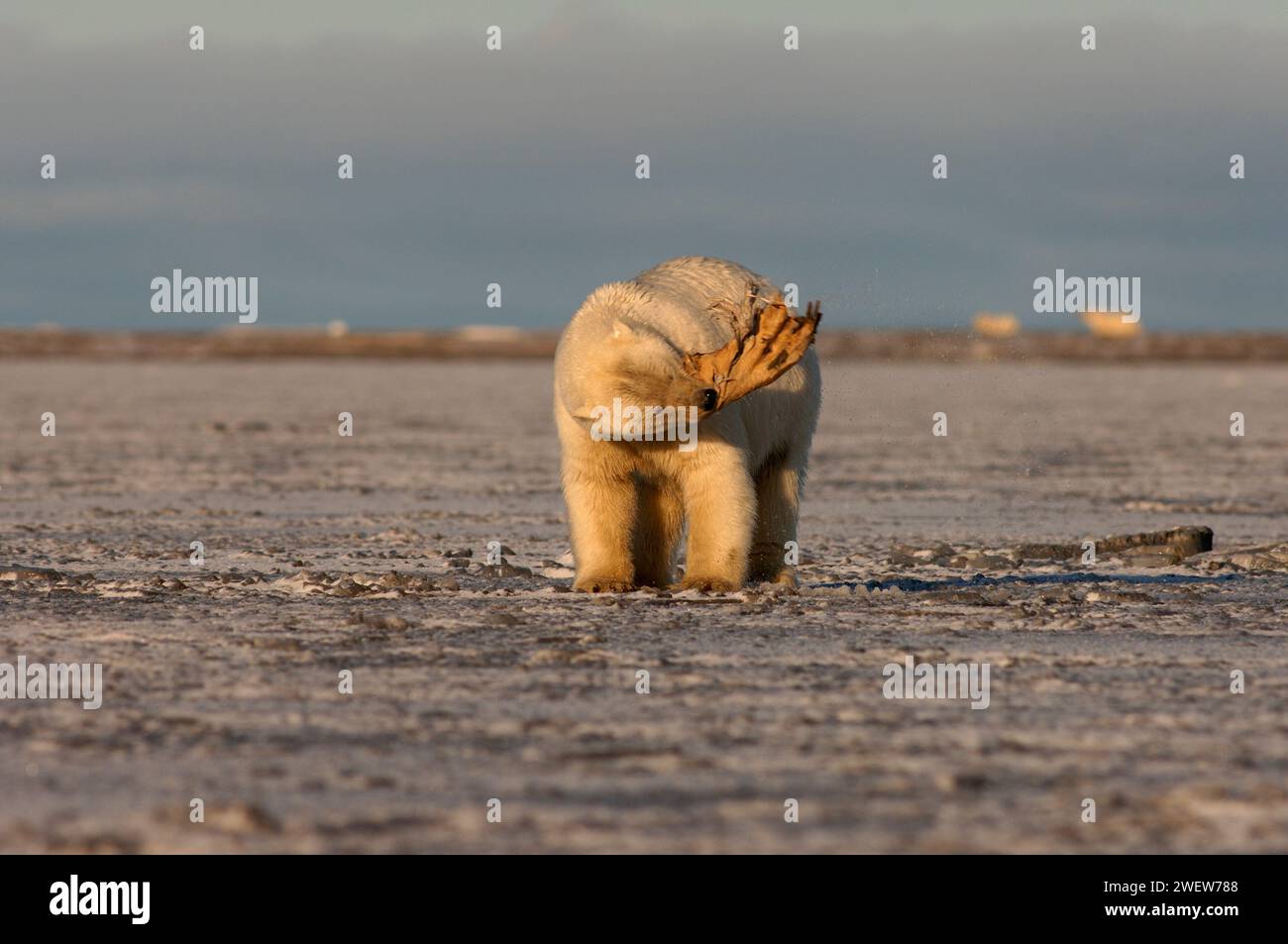 Eisbär, Ursus maritimus, spielt mit einem Walrossflossen, 1002 Küstenebene des Arctic National Wildlife Refuge, Alaska Stockfoto