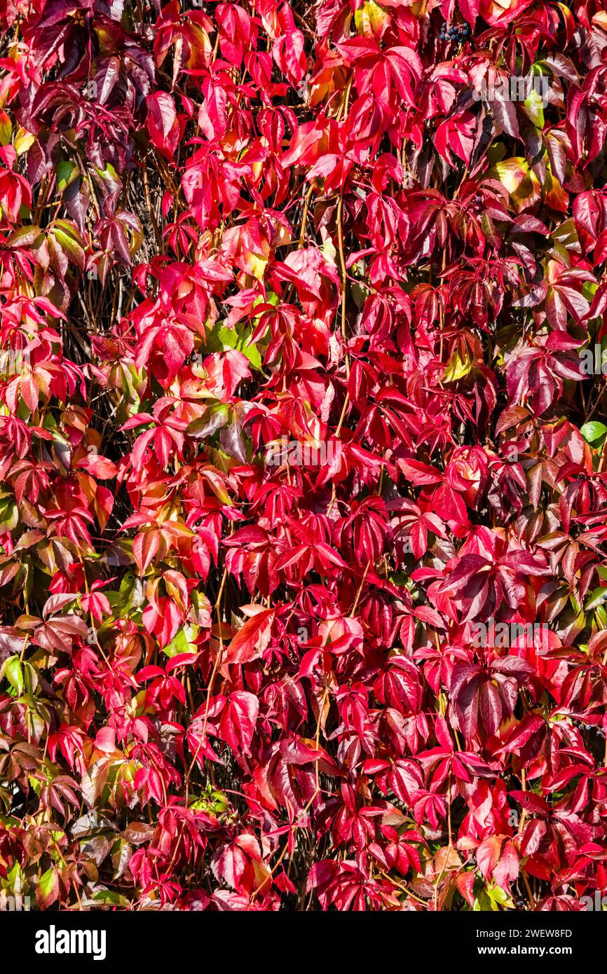 Farbenfrohe Blätter der wilden Weinrebe und des gewöhnlichen Efeus (Hedera helix), die im Herbst auf einer Steinmauer wachsen. Stockfoto