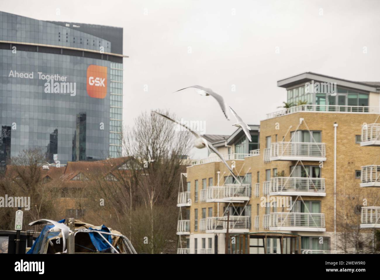 London, Vereinigtes Königreich. Möwen fliegen vor dem GSK-Hauptquartier in Brentford, West London. Cristina Massei/Alamy Stockfoto