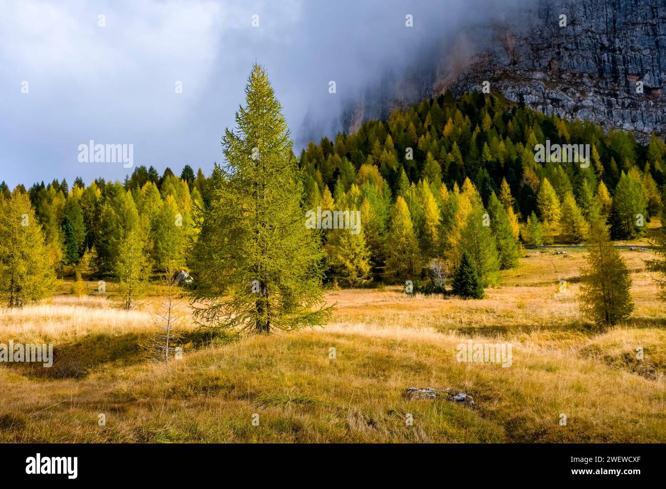 Farbenfrohe Lärchen- und Kiefernbäume an den Hängen des Gardenapasses im Herbst, mit den Felswänden des Sella-Massivs in der Ferne. Stockfoto