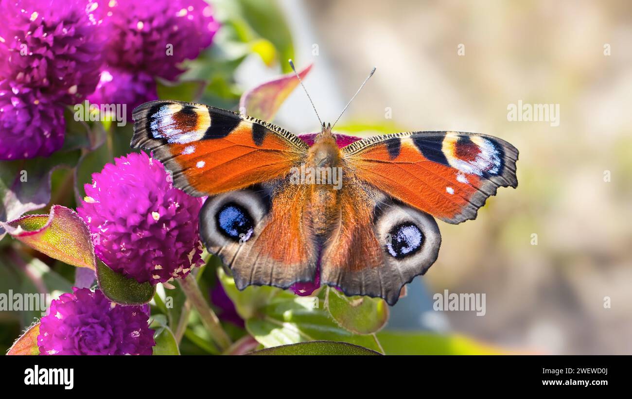 Pfauenfalter auf rosa Blumen Stockfoto