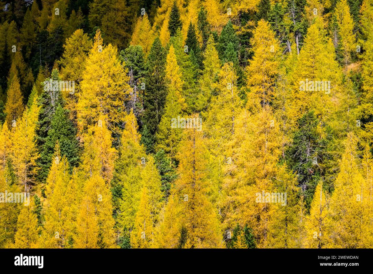 Farbenfrohe Lärchen- und Kiefernbäume an den Hängen des Berges Piz Cunturines am Valparola-Pass im Herbst. Stockfoto