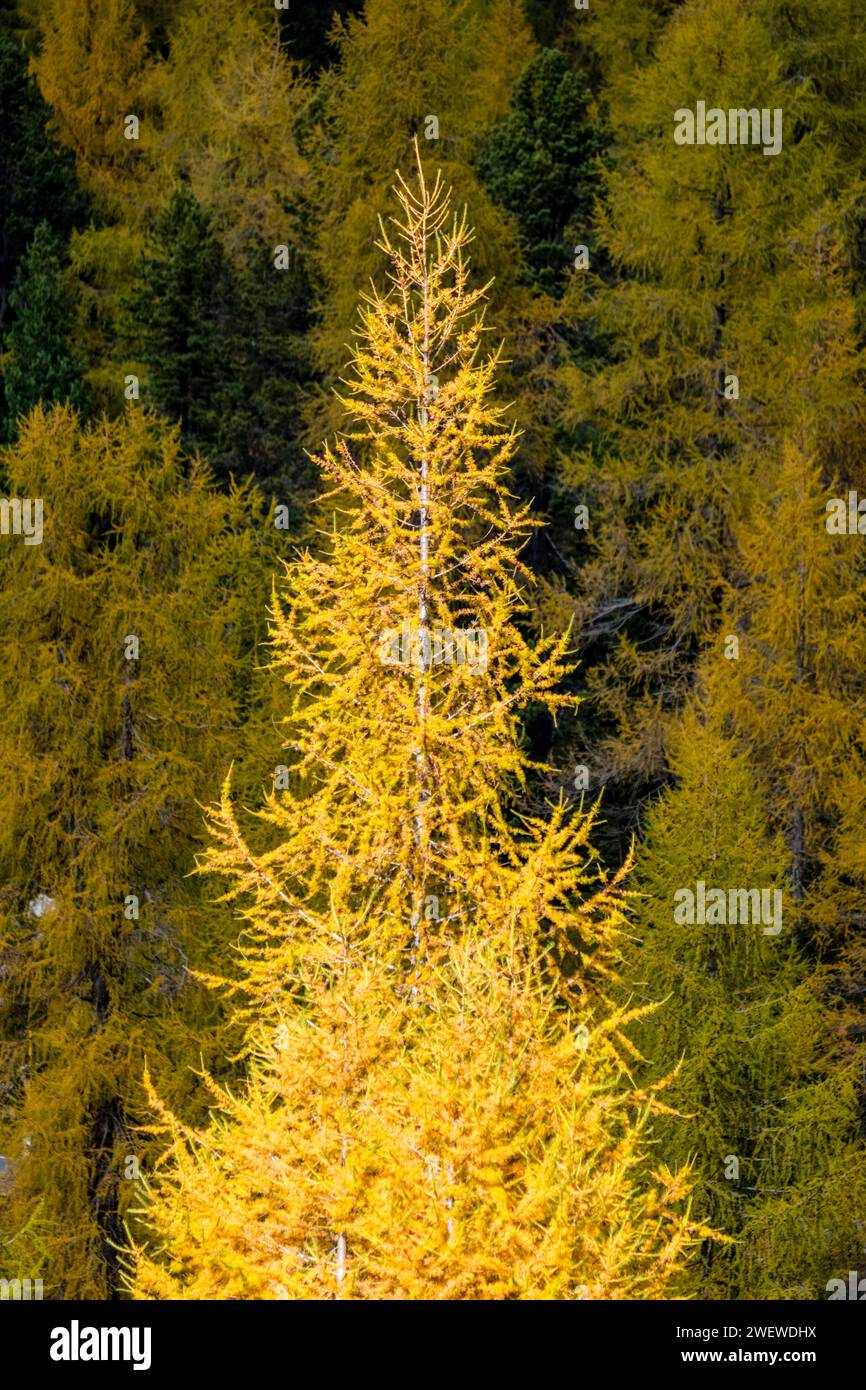Farbenfrohe Lärchen- und Kiefernbäume an den Hängen des Berges Piz Cunturines am Valparola-Pass im Herbst. Stockfoto