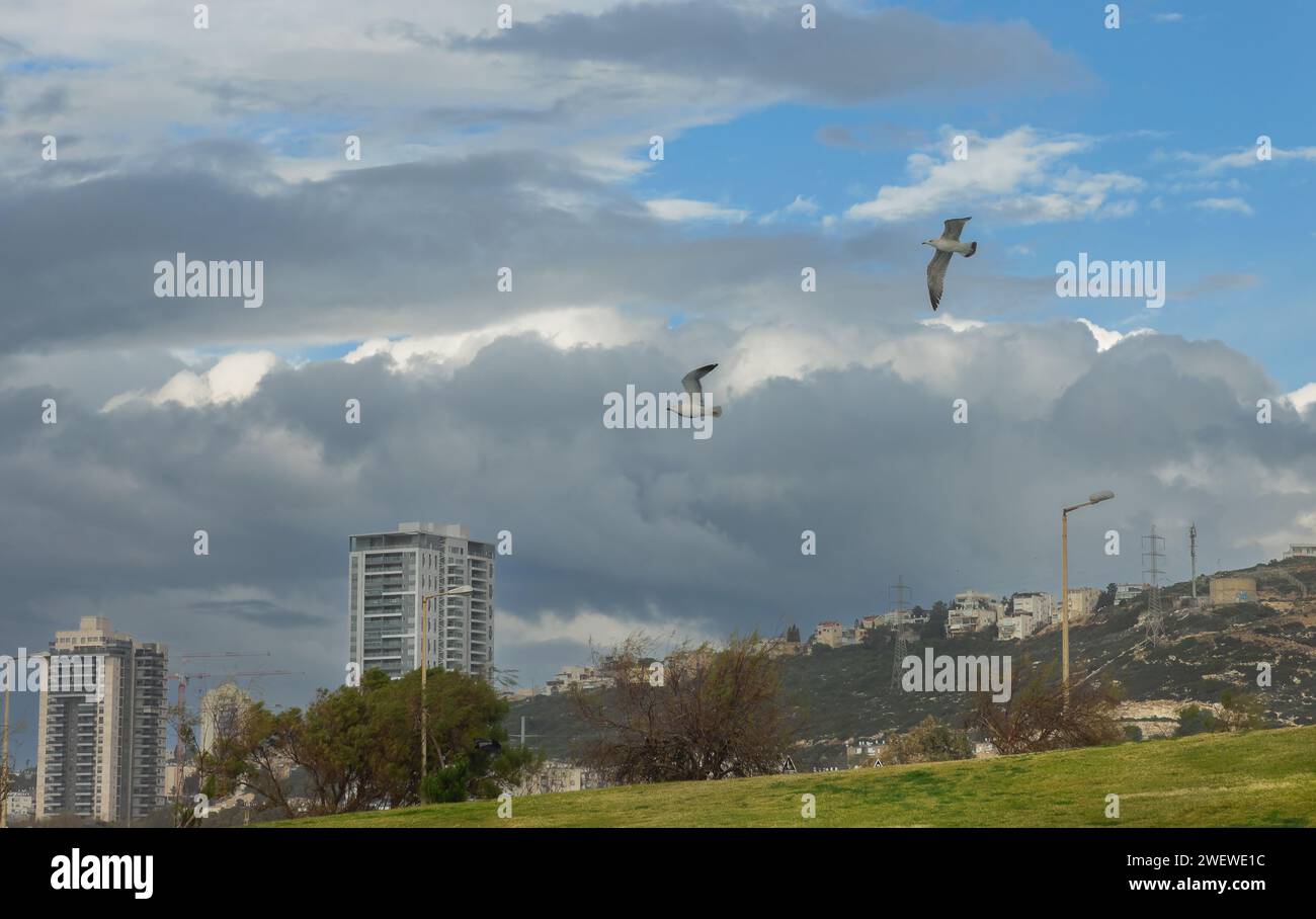 Möwen vor dem Hintergrund von Wolken und Hochhäusern in Haifa Stockfoto
