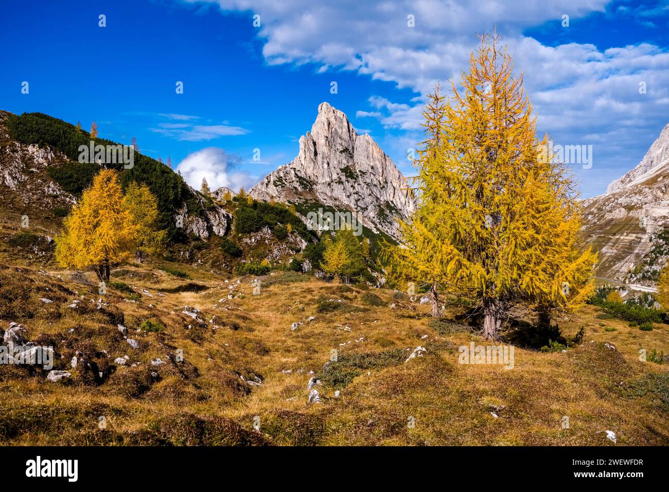 Bunte Lärchen an den Hängen rund um den Falzaregopass im Herbst, die Felswände und der Gipfel des Hexensteins in der Ferne. Stockfoto