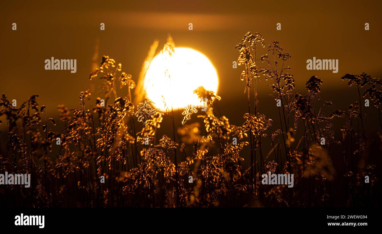 Wintersonnenaufgänge, große Sonne, Sonnenaufgang im Gras Stockfoto