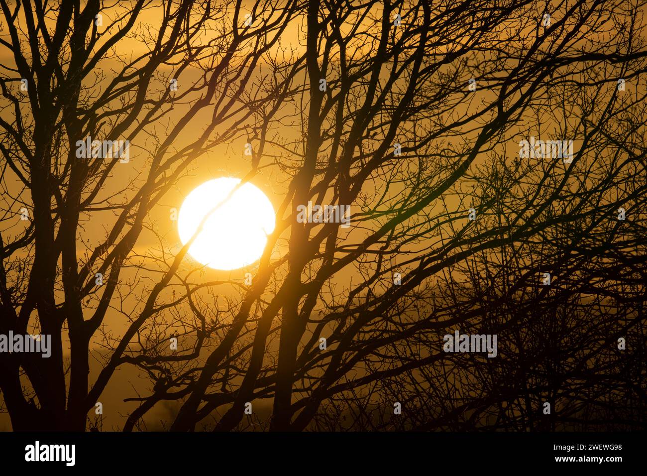 Wintersonnenaufgänge, große Sonne, Sonnenaufgang im Gras Stockfoto