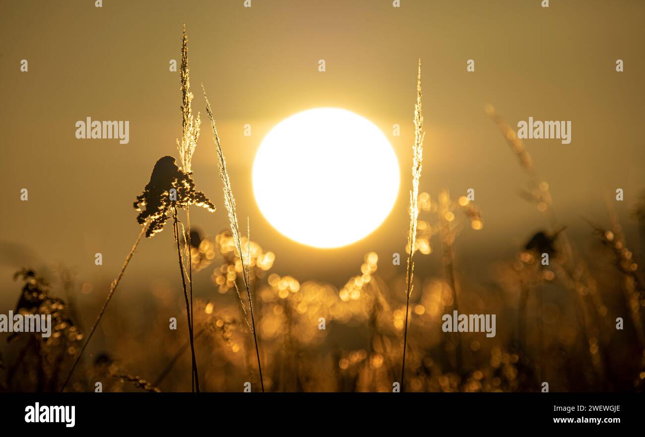 Wintersonnenaufgänge, große Sonne, Sonnenaufgang im Gras Stockfoto