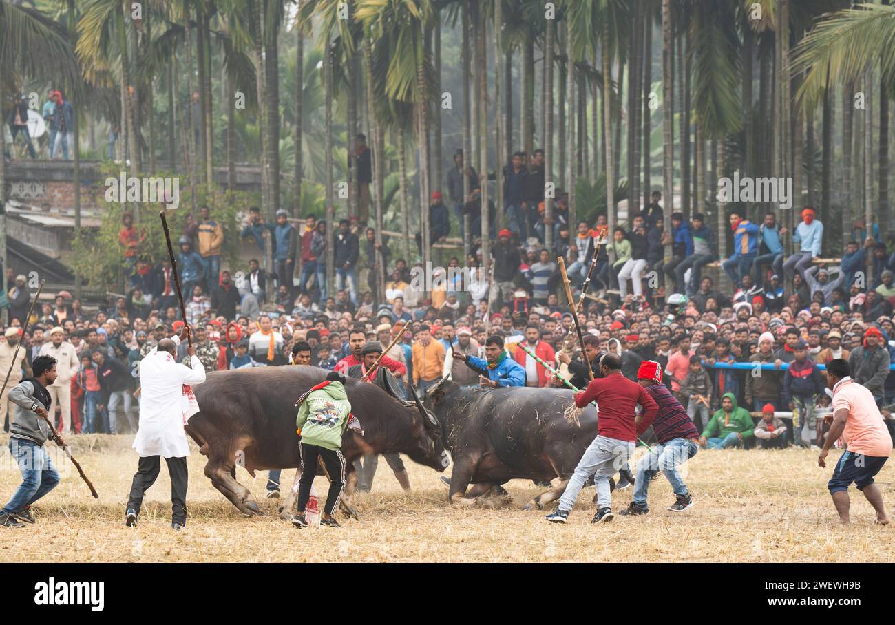 Büffel kämpfen im Rahmen eines traditionellen Moh-Juj-Wettbewerbs im Rahmen des Magh Bihu Festivals am 16. Januar 2024 in Ahatguri, Indien. Traditionelle Büffelkämpfe, die in verschiedenen Teilen von Assam während des Erntefestes Magh Bihu oder Bhogali Bihu seit der Ahom-Herrschaft organisiert wurden. Die Praxis wurde 2014 nach einem Beschluss des Obersten Gerichtshofs eingestellt, das Ereignis wurde in diesem Jahr unter Einhaltung der von der Regierung Assam festgelegten Standard Operating Procedures (SOP) wieder aufgenommen. Stockfoto