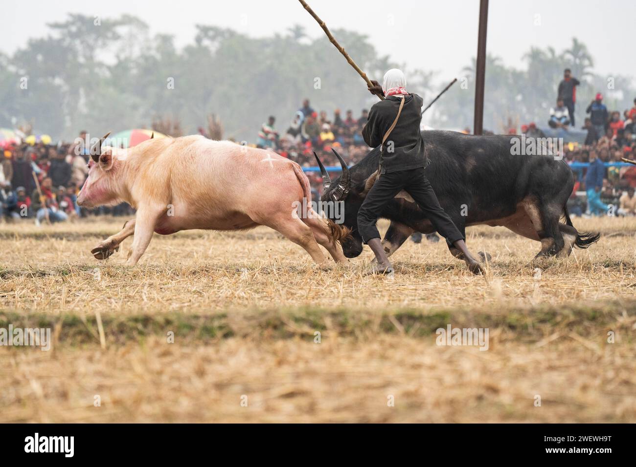 Ein Besitzer versucht, ein Paar Büffel während eines traditionellen Moh-Juj (Buffalo Fight) Wettbewerbs im Rahmen des Magh Bihu Festivals am 16. Januar 2024 in Ahatguri, Indien, zu kontrollieren. Traditionelle Büffelkämpfe, die in verschiedenen Teilen von Assam während des Erntefestes Magh Bihu oder Bhogali Bihu seit der Ahom-Herrschaft organisiert wurden. Die Praxis wurde 2014 nach einem Beschluss des Obersten Gerichtshofs eingestellt, das Ereignis wurde in diesem Jahr unter Einhaltung der von der Regierung Assam festgelegten Standard Operating Procedures (SOP) wieder aufgenommen. Stockfoto