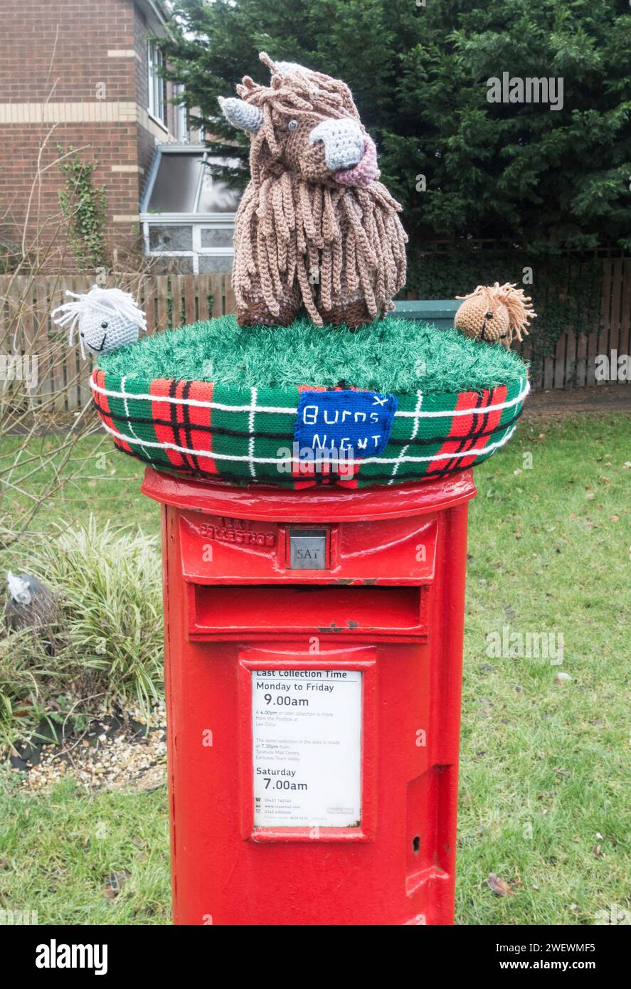 Eine Burns Night gestrickte Hochlandkuh und Schafe auf einem Postkarton, England, Großbritannien Stockfoto