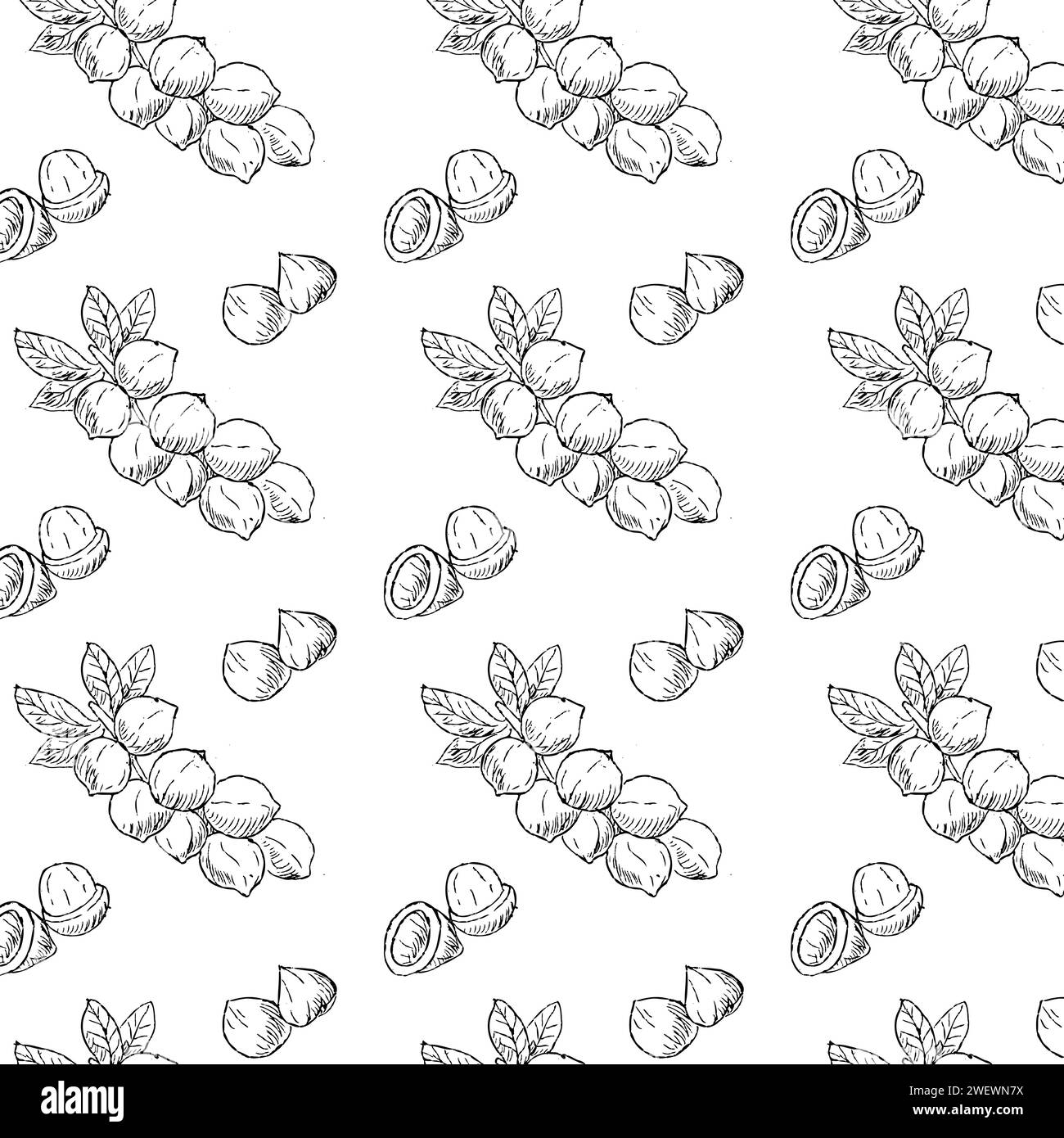 Hand gezeichneter nahtloser Hintergrund des Macadamia-Nusszweigs. Kontur der Vektorabbildung. Kann für Lebensmittel oder kosmetischen Hintergrund verwendet werden. Stock Vektor