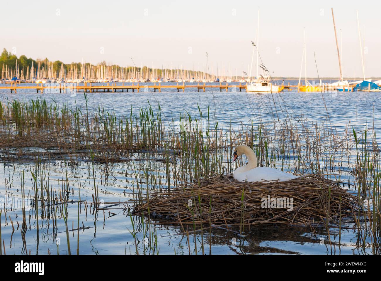 Ein stummer Schwan (Cygnus olor) sitzt auf einem Schilfnest, Schilfrohr (Phragmites australis) in einem Schilfgürtel, Schilf im Steinhuder Meer, Bootssteg und Boote von Stockfoto