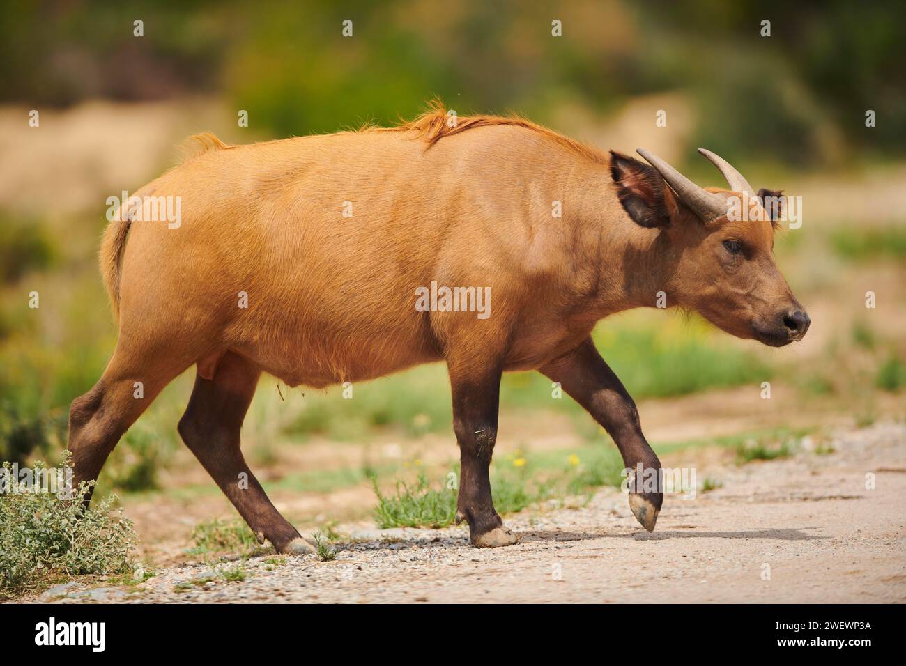 Roter Büffel (Syncerus caffer nanus) im Dessert, Gefangenschaft, Verteilung Afrika Stockfoto
