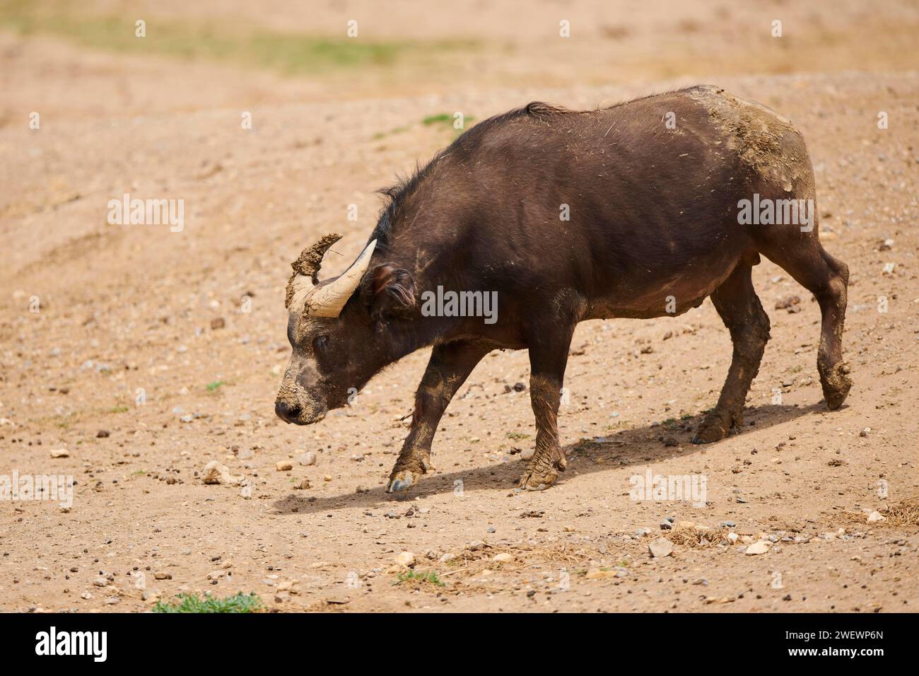 Roter Büffel (Syncerus caffer nanus) im Dessert, Gefangenschaft, Verteilung Afrika Stockfoto