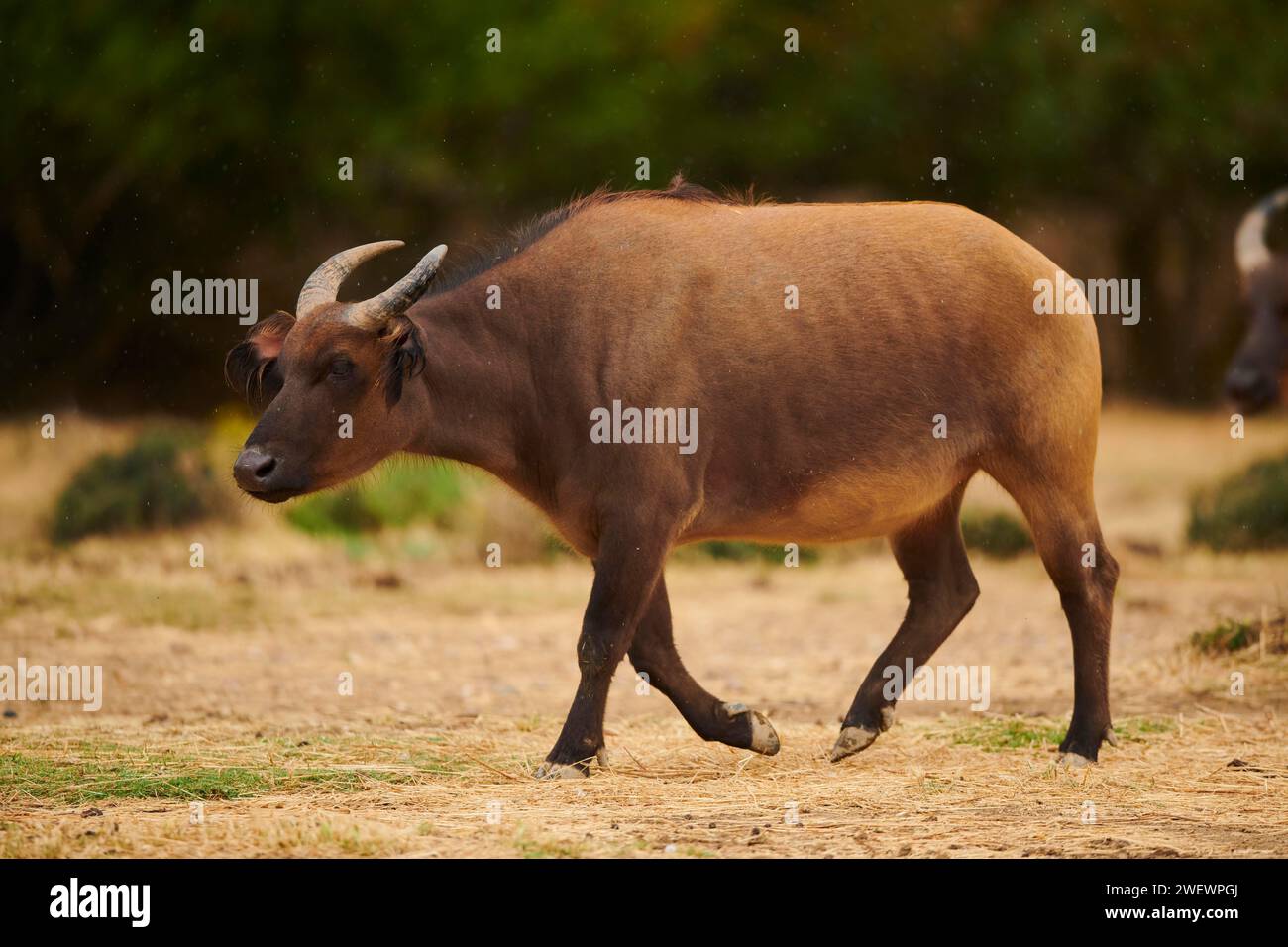 Roter Büffel (Syncerus caffer nanus) im Dessert, Gefangenschaft, Verteilung Afrika Stockfoto