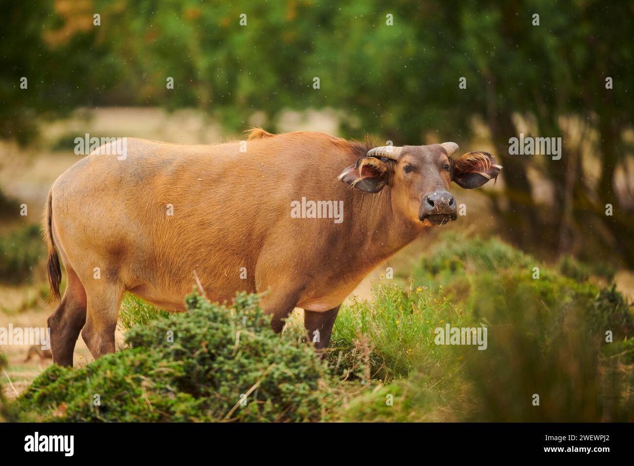 Roter Büffel (Syncerus caffer nanus) im Dessert, Gefangenschaft, Verteilung Afrika Stockfoto