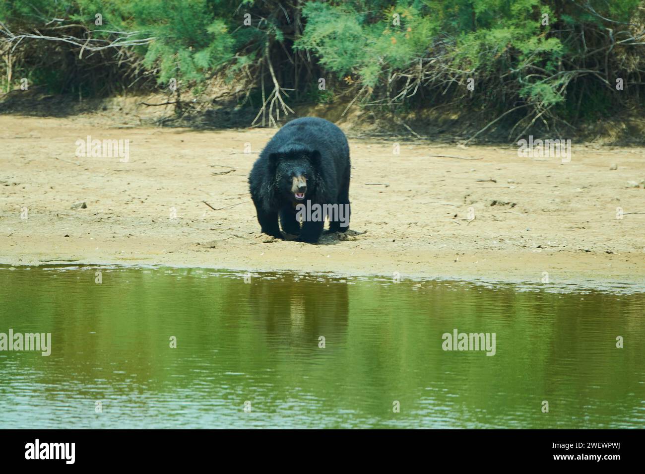 Amerikanischer Schwarzbär (Ursus americanus), Gefangener, Vertrieb Nordamerika Stockfoto