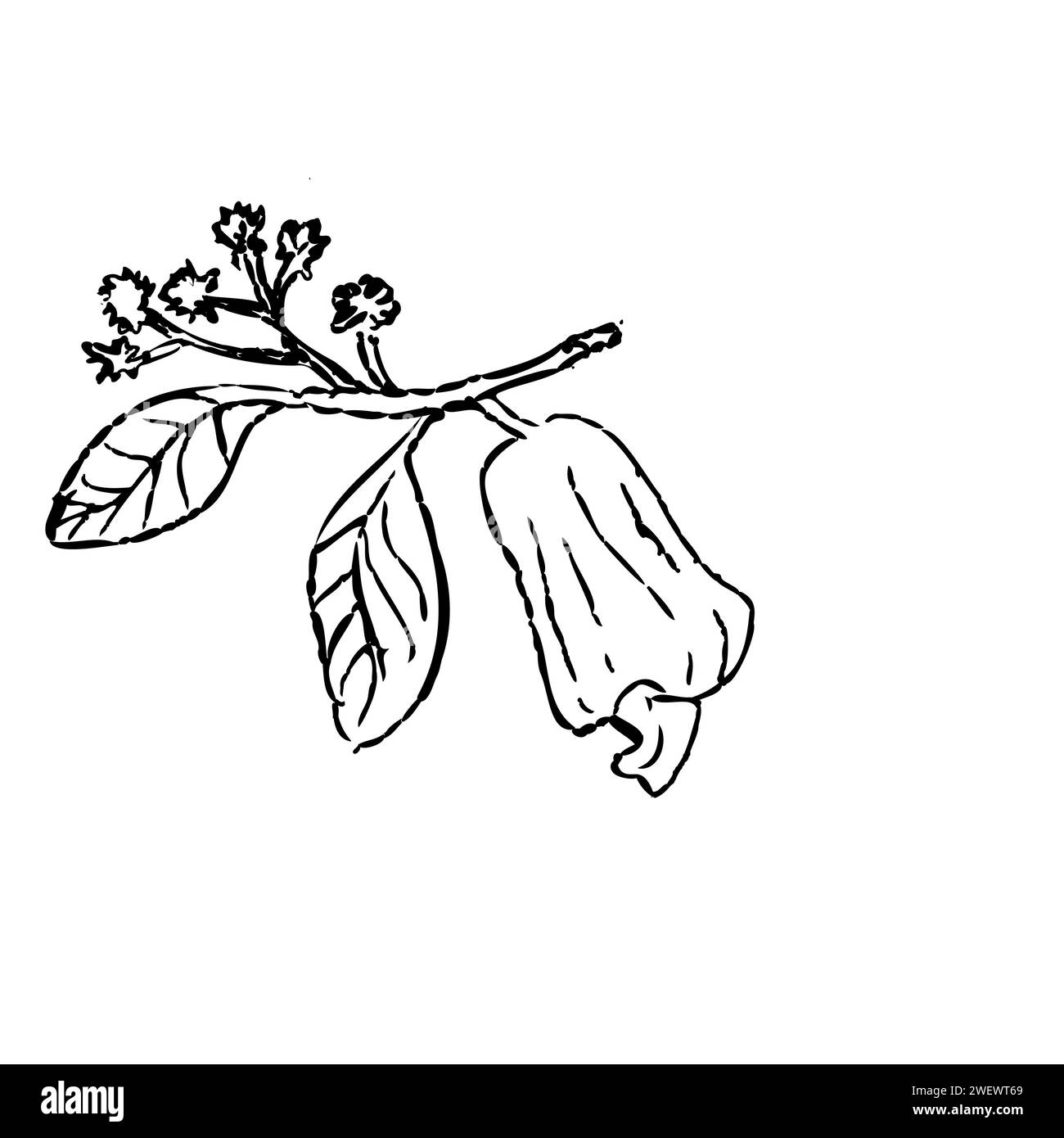 Handgezeichnete Skizze von Cashewnuss auf Brunch und Blütenblume. Vektordarstellung isoliert. Geeignet für Lebensmittelhintergründe, Geschenkpapier, Grußkarten. Stock Vektor