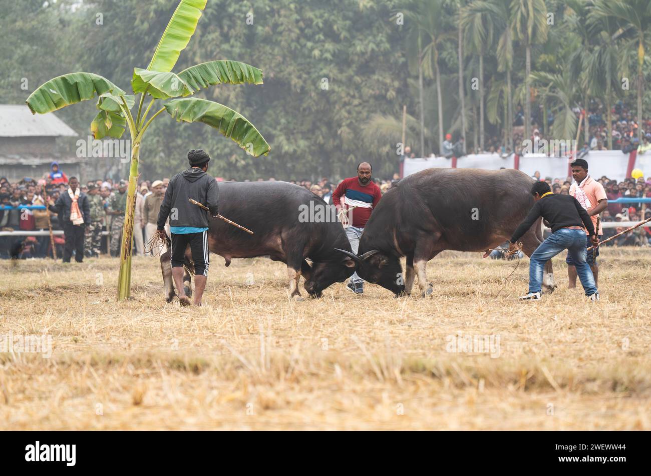 Büffel kämpfen miteinander während eines traditionellen Moh-Juj (Buffalo Fight) Wettbewerbs im Rahmen des Magh Bihu Festivals am 16. Januar 2024 in Stockfoto