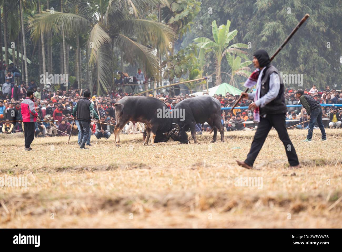 Büffel kämpfen miteinander während eines traditionellen Moh-Juj (Buffalo Fight) Wettbewerbs im Rahmen des Magh Bihu Festivals am 16. Januar 2024 in Stockfoto