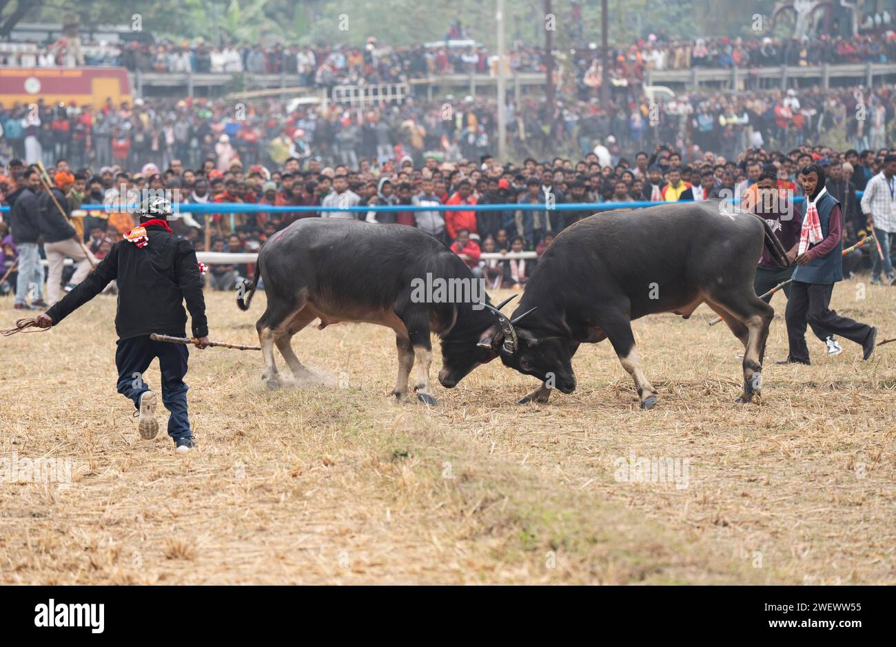 Büffel kämpfen miteinander während eines traditionellen Moh-Juj (Buffalo Fight) Wettbewerbs im Rahmen des Magh Bihu Festivals am 16. Januar 2024 in Stockfoto