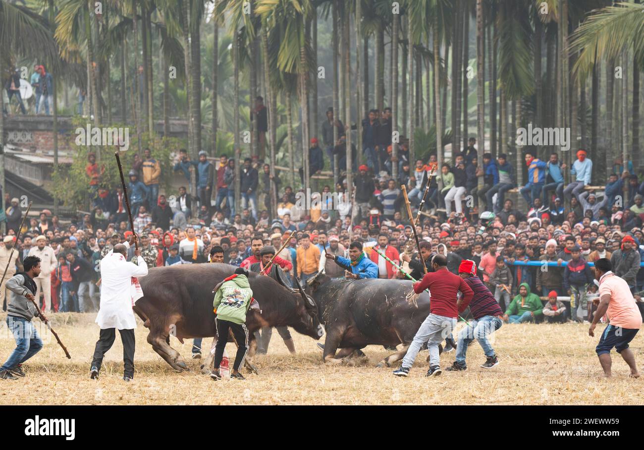 Büffel kämpfen miteinander während eines traditionellen Moh-Juj (Buffalo Fight) Wettbewerbs im Rahmen des Magh Bihu Festivals am 16. Januar 2024 in Stockfoto