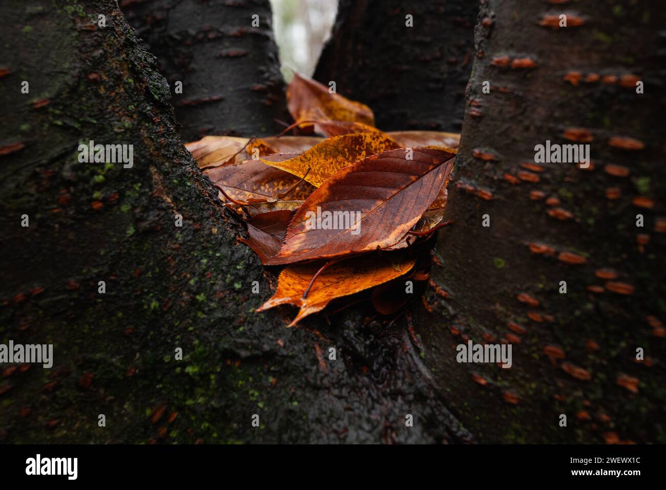 Haufen gefallener Herbstblätter in Baumstamm zwischen Ästen, nass von Regen Stockfoto