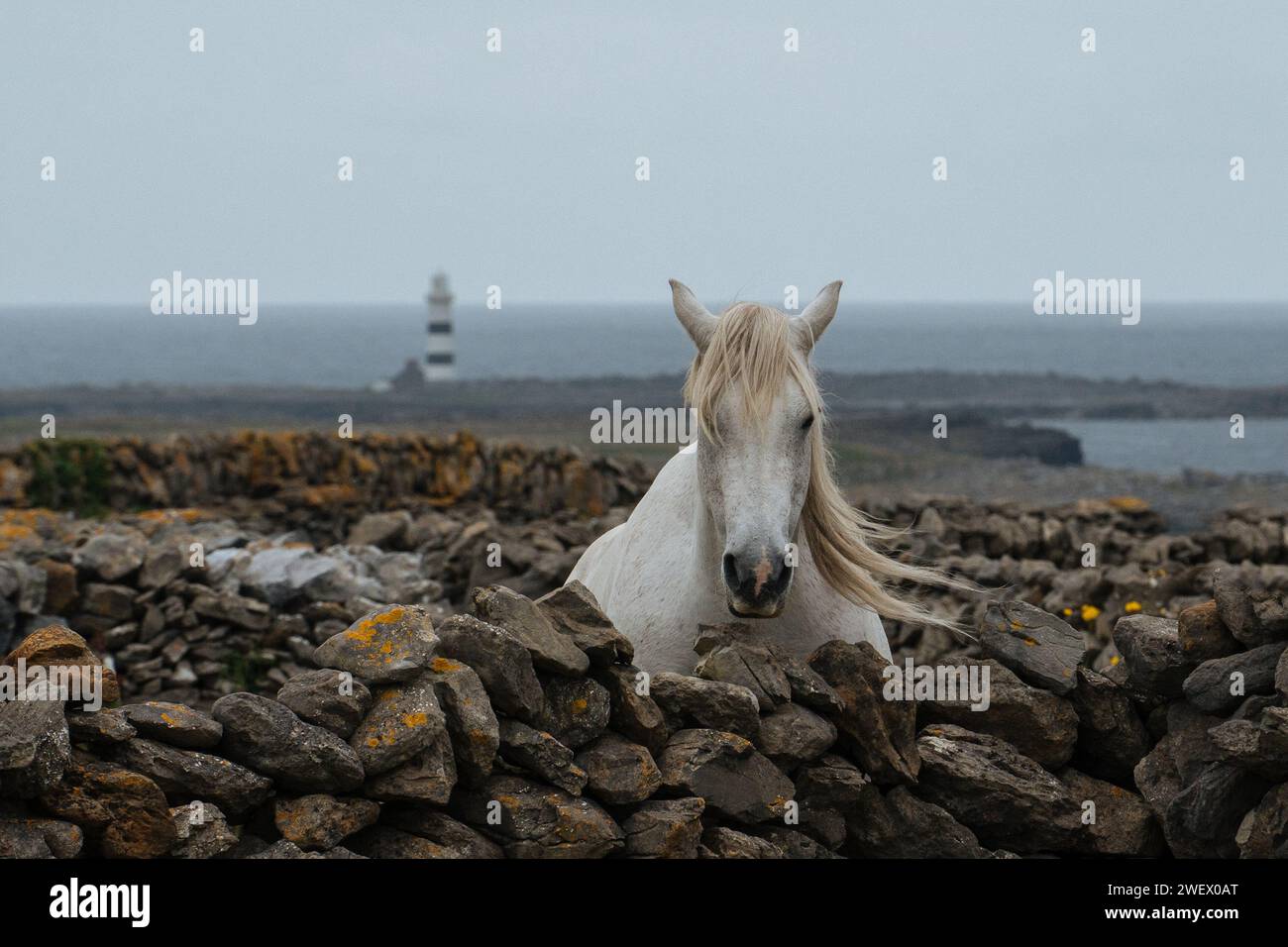 Pferd auf Inishmore mit Leuchtturm im Hintergrund Stockfoto