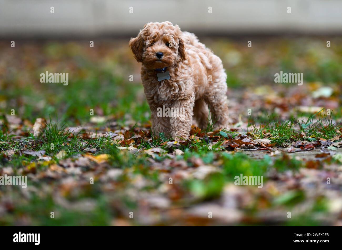 Ein entzückender Welpe Cavapoochon, der draußen in einem Garten zwischen den Blättern spielt. Stockfoto