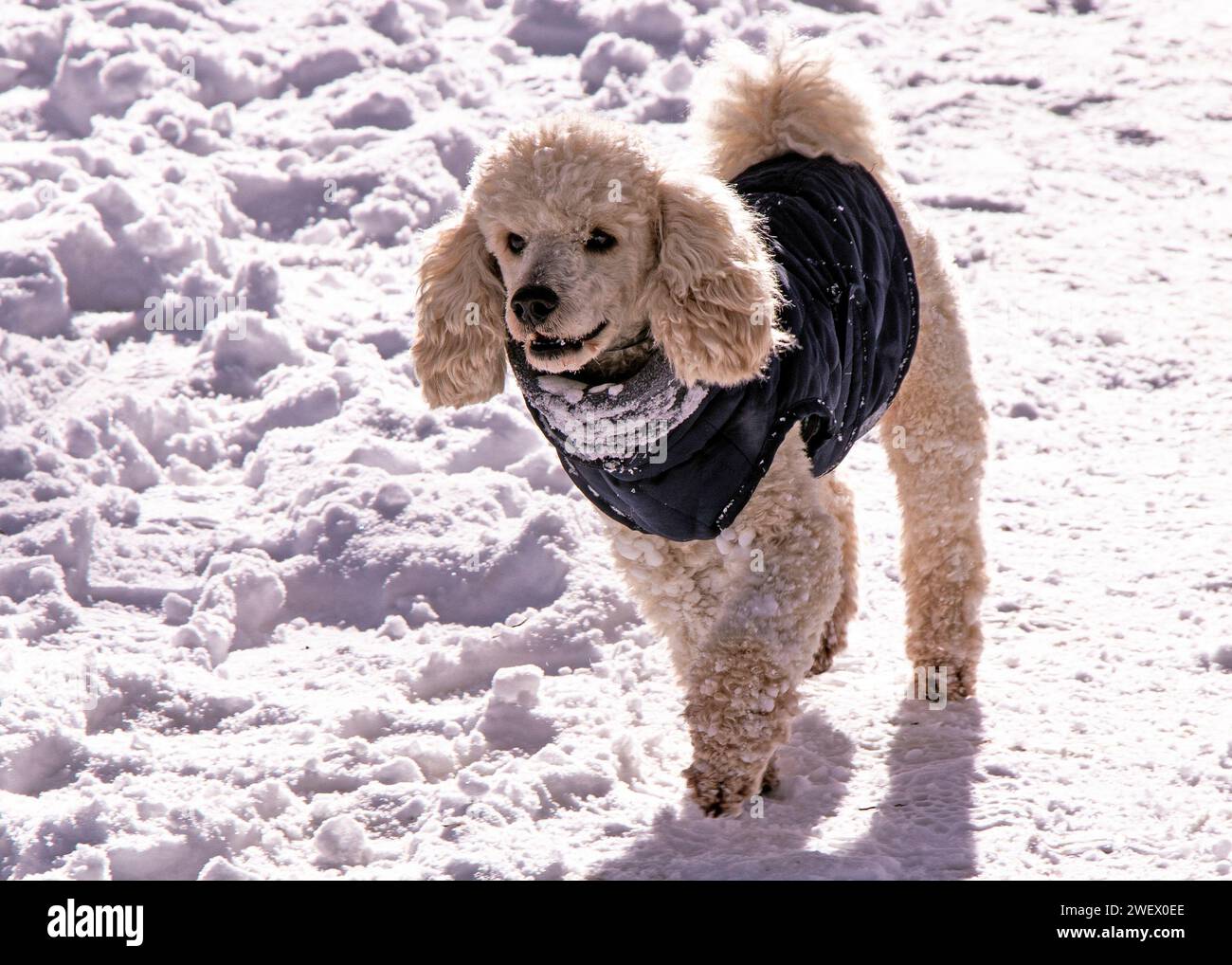 Hund in Aktion Stockfoto