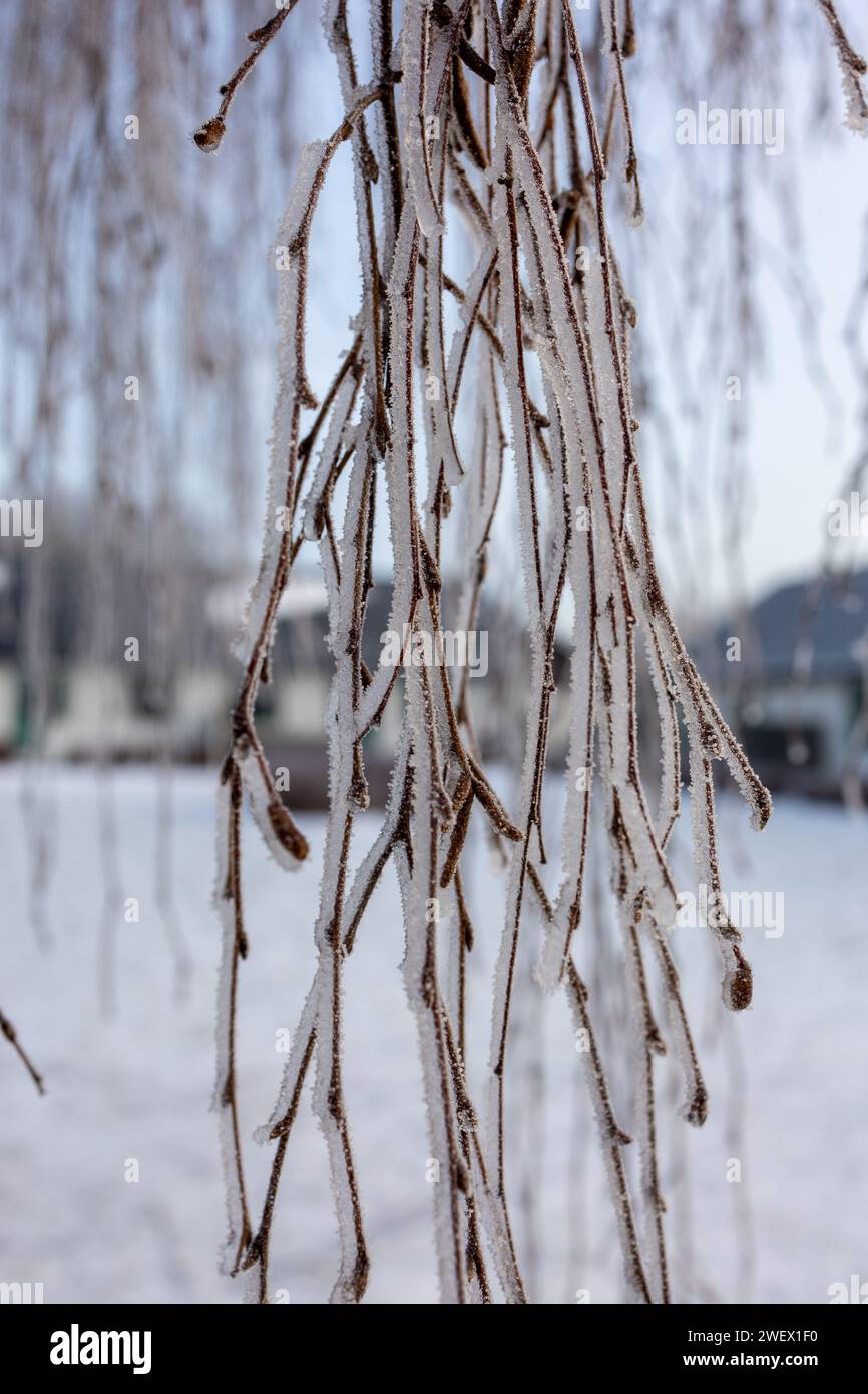 Eine Nahaufnahme eines eisbedeckten Baumzweigs auf einem Winterfeld Stockfoto