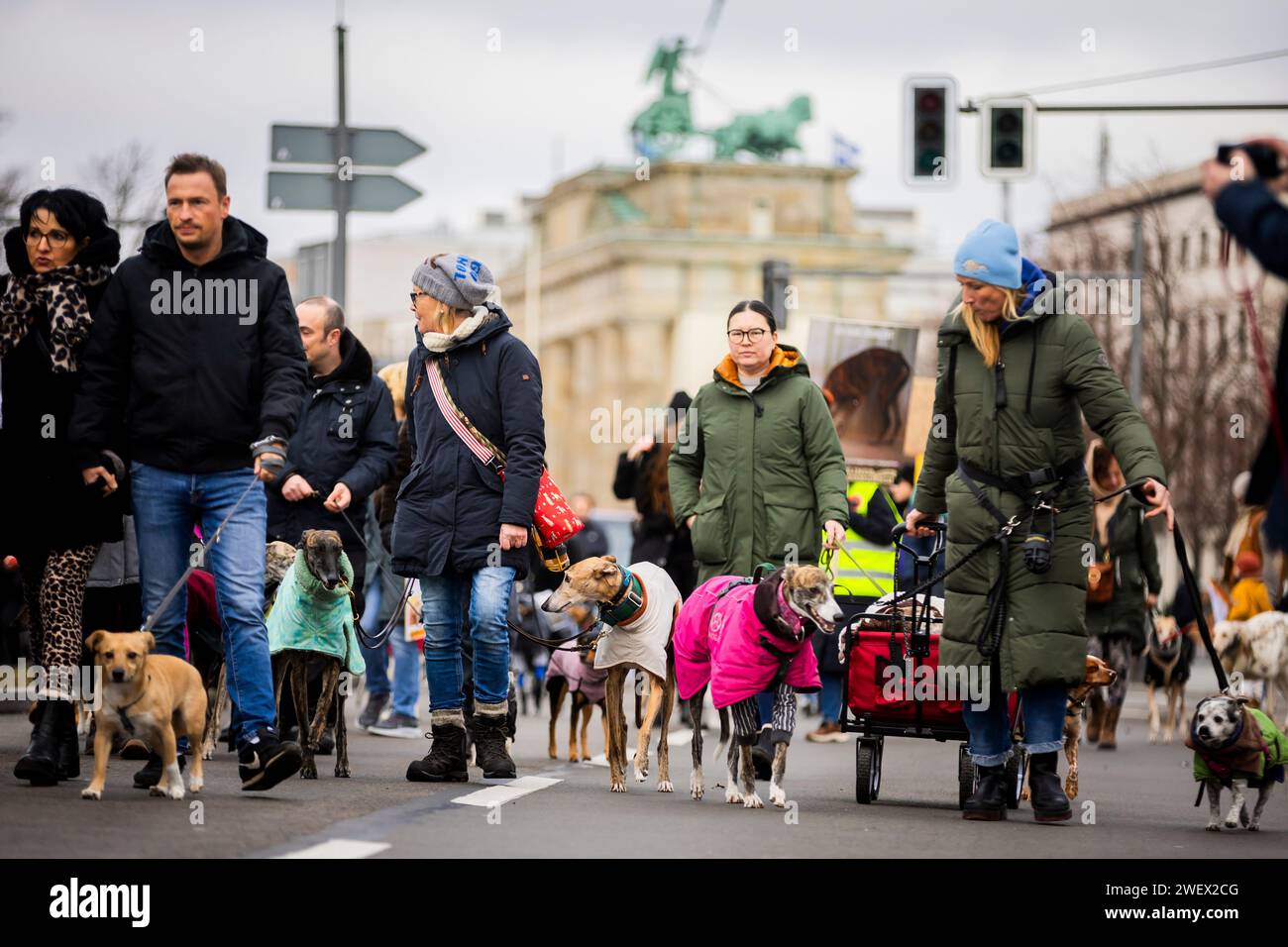 Berlin, Deutschland. Januar 2024. Teilnehmer gehen mit ihren Hunden auf die Straße beim Berliner Galgo-Marsch gegen das Leiden spanischer Jagdhunde. Laut den Organisatoren repräsentiert der Galgo Espanol, der spanische windhund, das Schicksal aller Jagdhunde in Spanien. Laut ihnen werden jedes Jahr mehr als 50.000 Jagdhunde am Ende der Jagdsaison weggeworfen, auf den Feldern verletzt, getötet oder zumindest aufgegeben. Quelle: Christoph Soeder/dpa/Alamy Live News Stockfoto