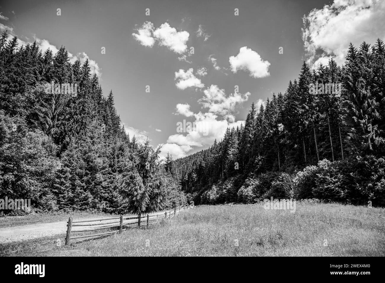 Oniferous Forest. Nadelwald Im Sommer. Sonnenlicht Sonnenstrahlen Durch Wälder Im Wald. Bergstraße, Zaun, blauer Himmel, grüner Nadelwald. Schwarz Stockfoto