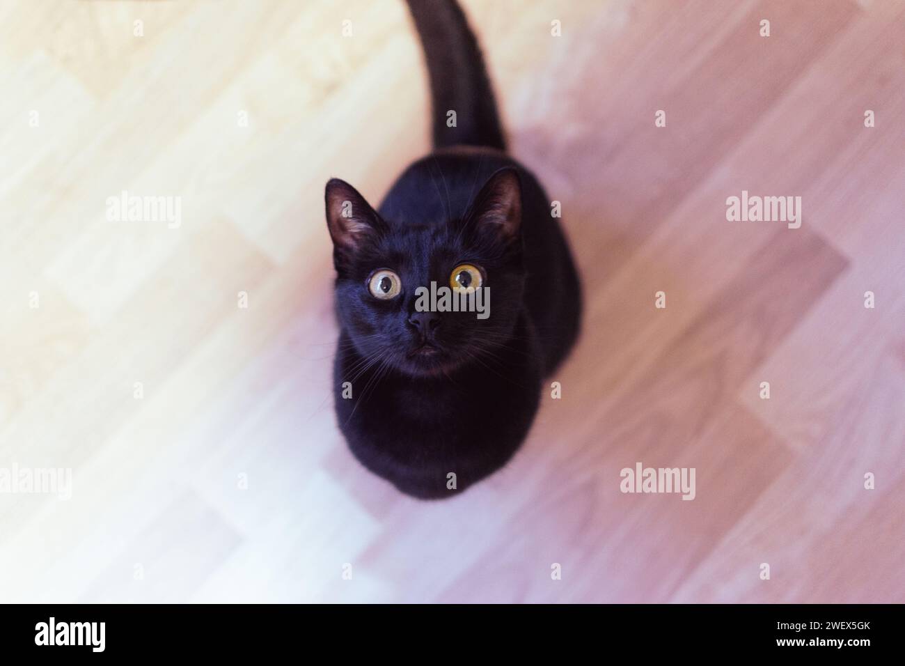 Eine süße schwarze Katze mit gelben Augen, die direkt in die Kamera blickt Stockfoto