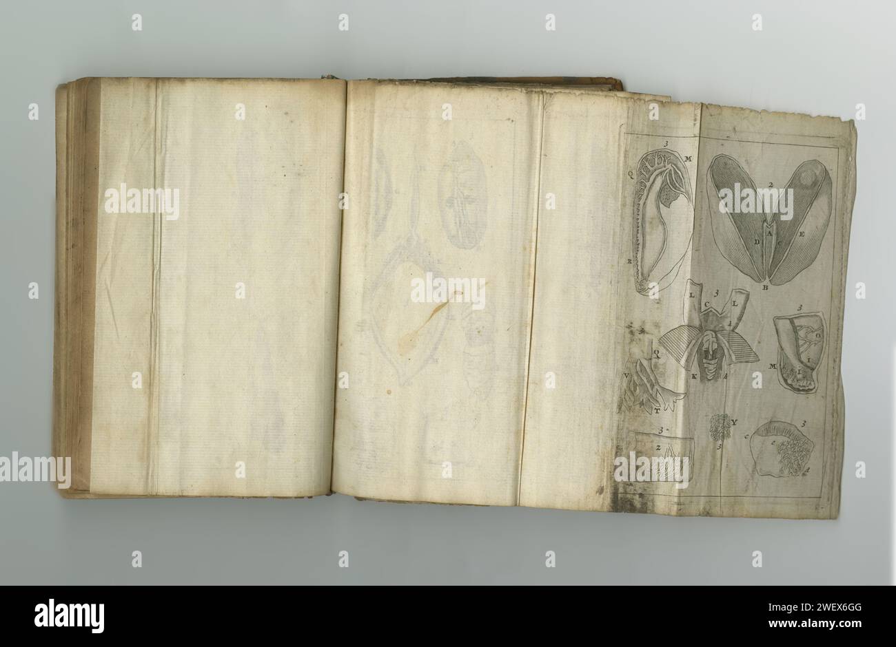 Medizin, Buch und Zeichnung der Anatomie auf Papier in antikem, alteingesessenem oder altem Wissenschaftslehrbuch mit Wissen. Archiv, Forschung und Diagramm zum Pergament Stockfoto