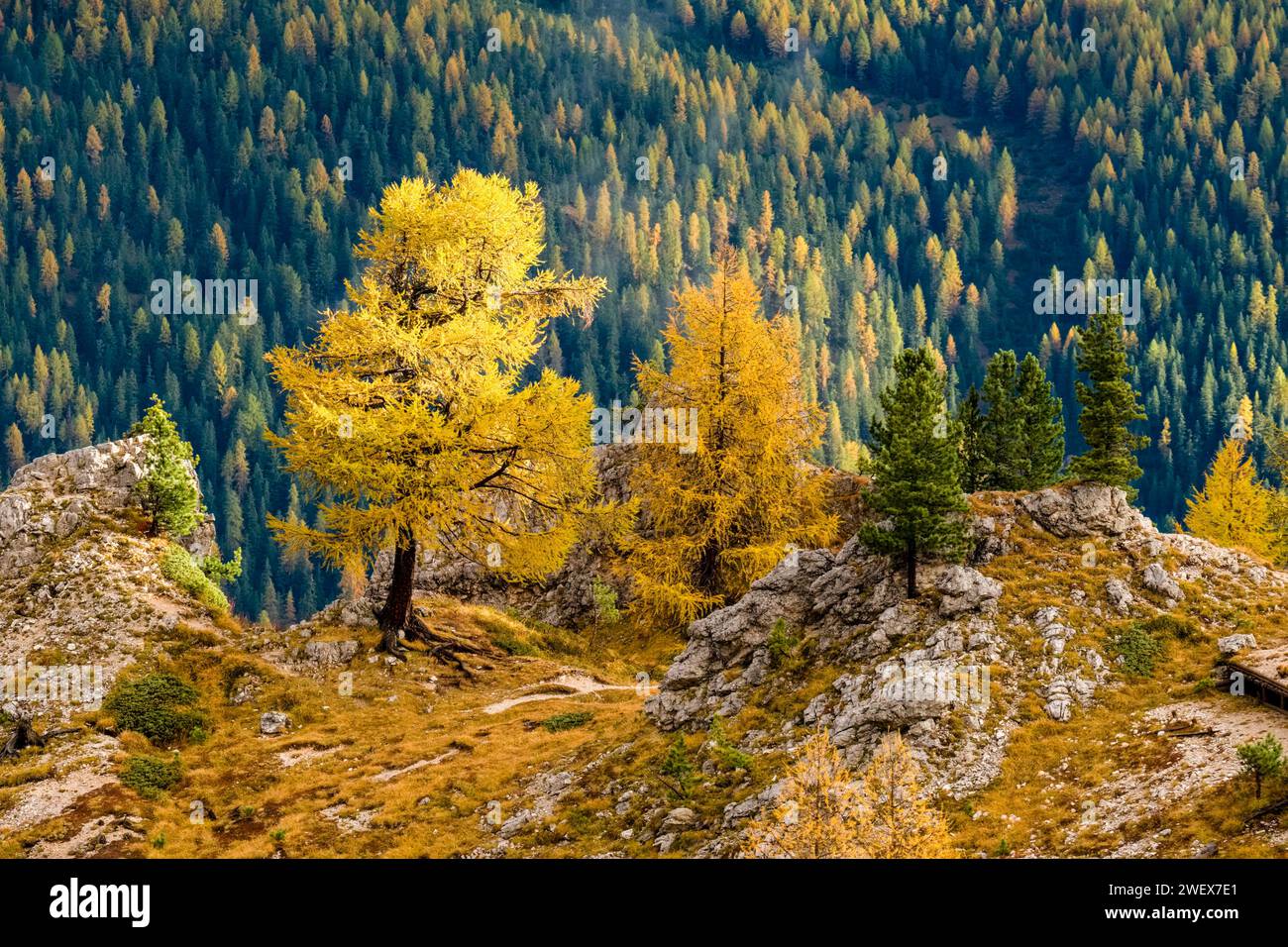 Farbenfrohe Lärchen und Kiefern wachsen im Herbst auf einem felsigen Kamm unterhalb der Felsformation Cinque Torri. Cortina d Ampezzo Veneto Italien FB 2023 3105 Stockfoto