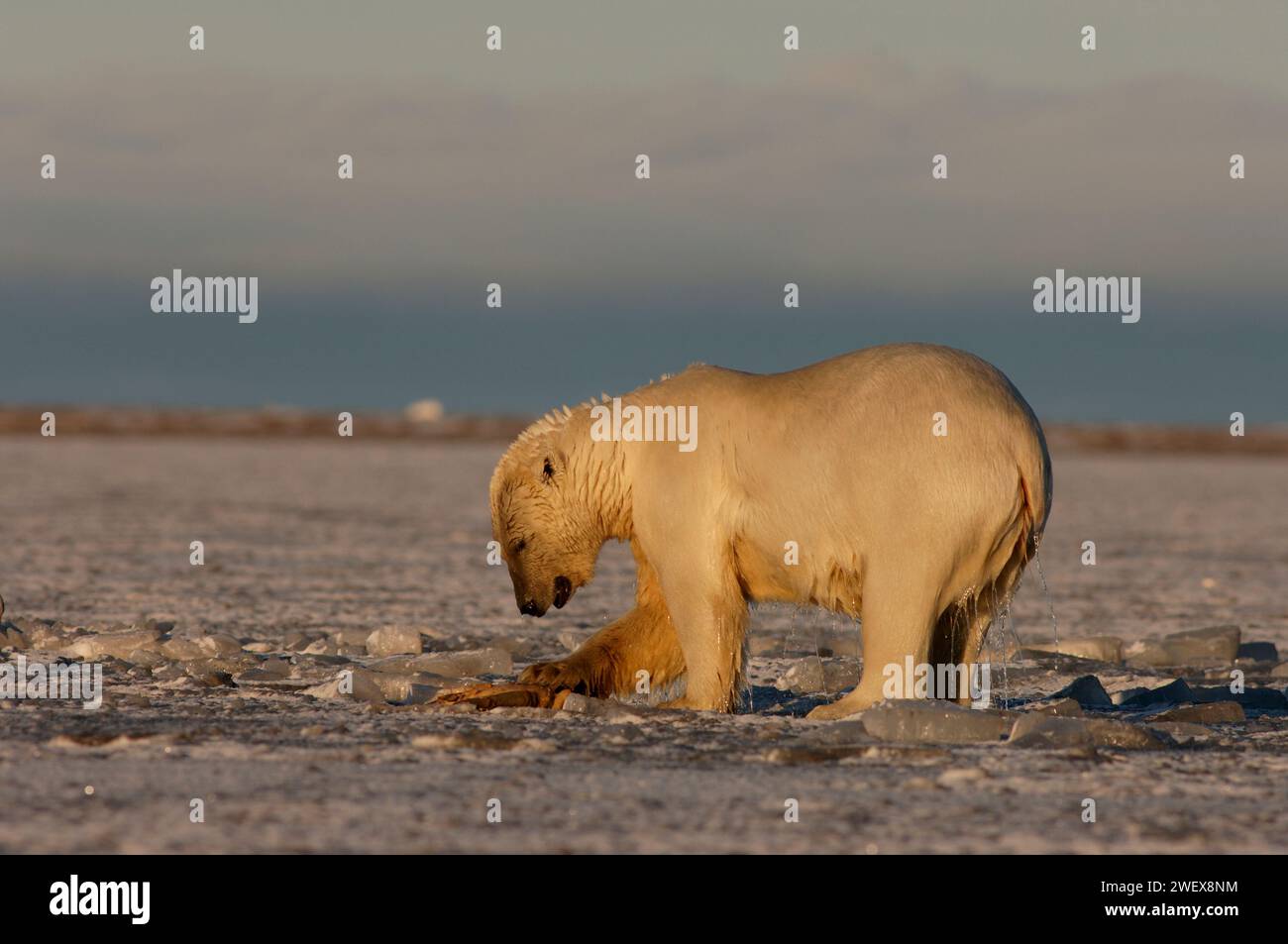 Eisbär Ursus maritimus spielt mit einem Walrosser, bevor er ihn isst, 1002 Küstenebene, Arctic National Wildlife Refuge, Alaska Stockfoto
