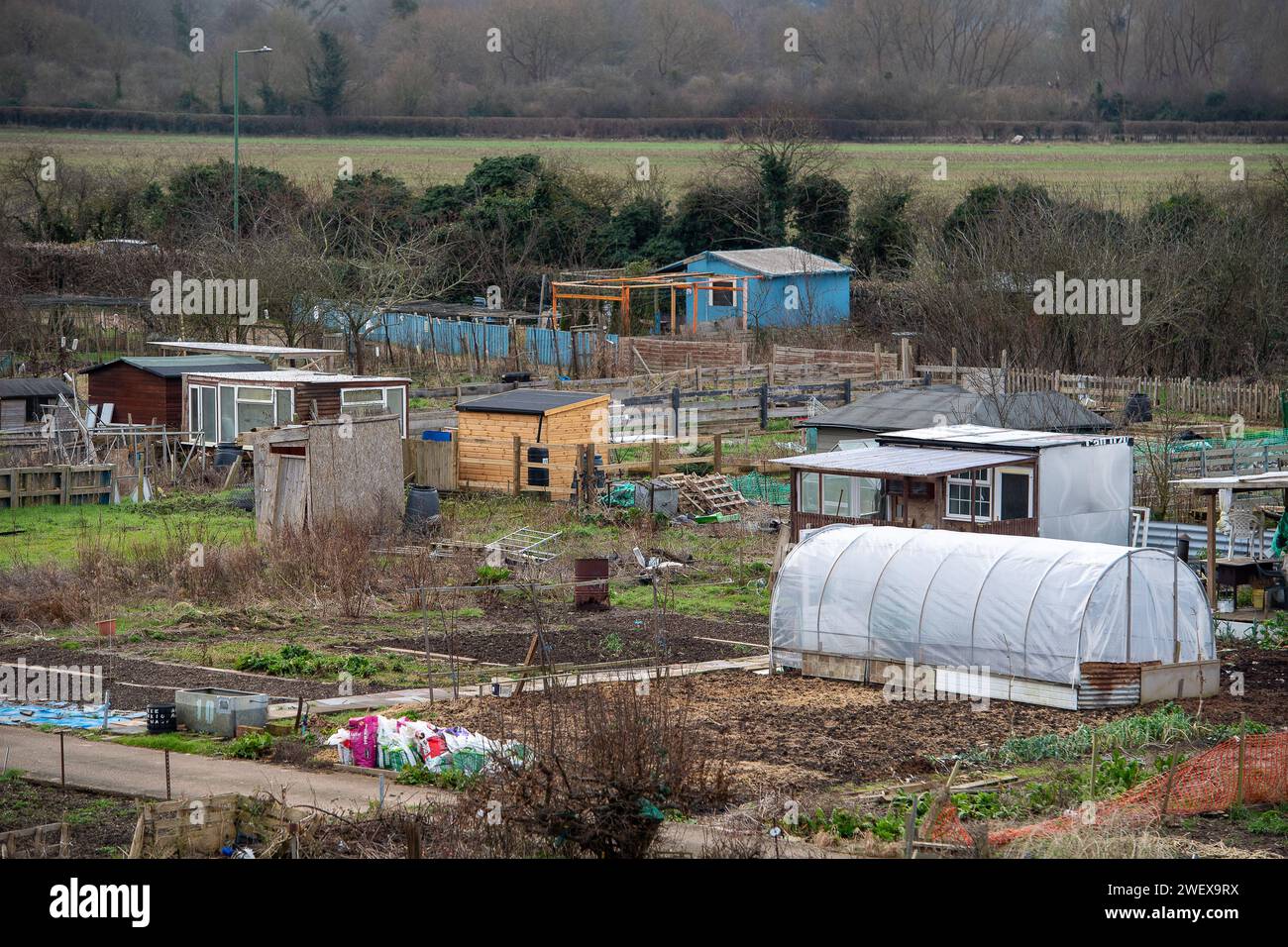 Datchet, Großbritannien. Januar 2024. Die Mykre-Kleingärten in Datchet, Berkshire. Die Wartezeiten für Kleingartenflächen steigen weiter, da immer mehr Menschen beginnen, ihr eigenes Gemüse anzubauen. Nach der jüngsten Kälte und den Überschwemmungen dürften sich nachteilige Auswirkungen auf die Lieferketten in den Supermärkten für Frischgemüse ergeben. Kredit: Maureen McLean/Alamy Stockfoto