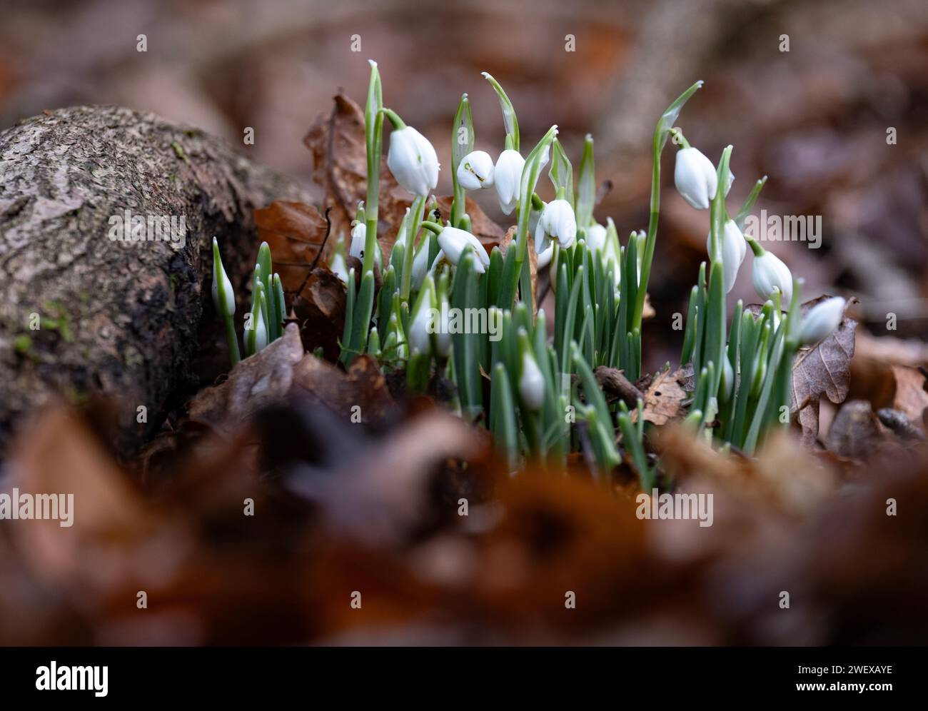 Die erste Ernte von Schneeglöckchen blüht im Winter im Wald in Worcestershire, England. Stockfoto