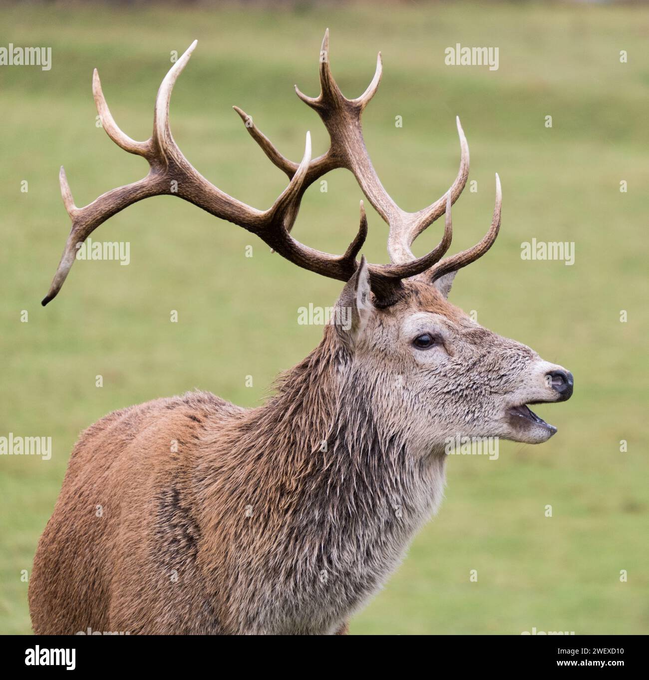 Hirsch mit Geweih Stockfoto