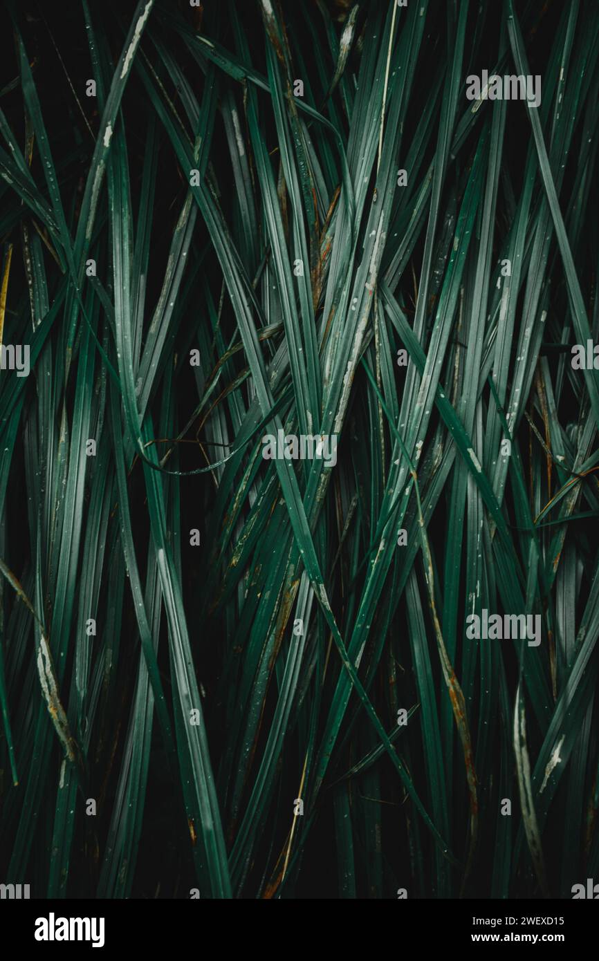Eine Nahaufnahme von dunkelgrünem Gras, das ein natürliches Muster erzeugt Stockfoto
